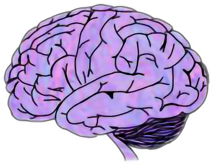 Colorful Brain Clipart PNG Image