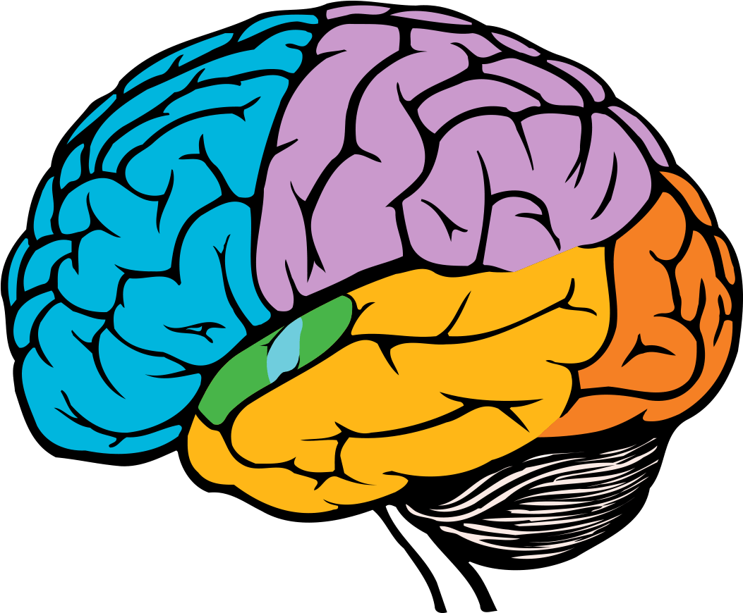 Colorful Brain Illustration PNG Image