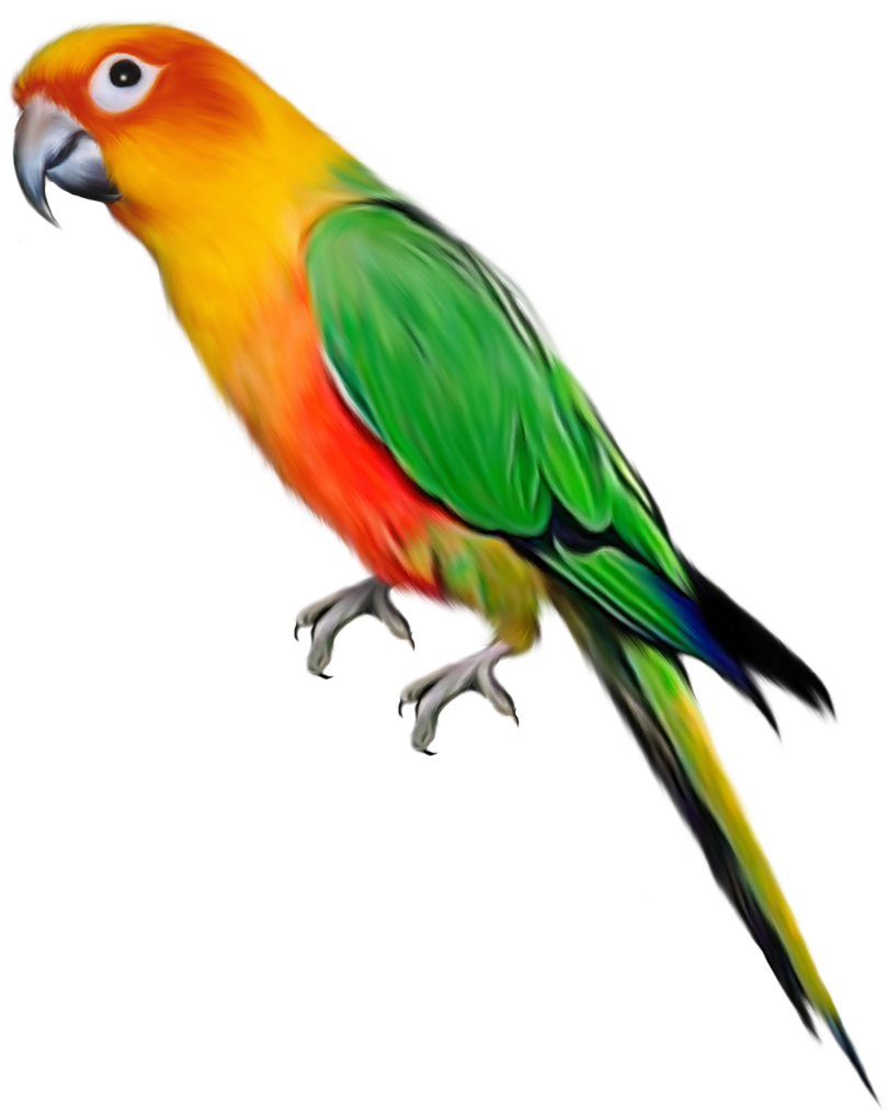 Colorful Budgie Illustration PNG Image