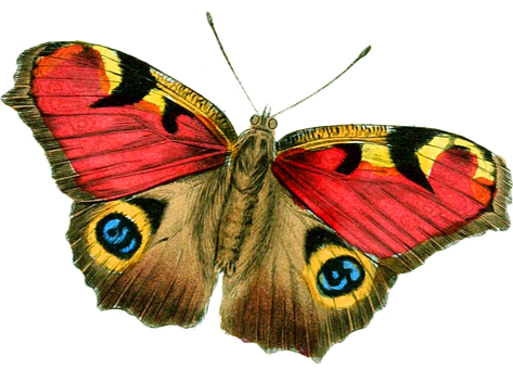 Colorful_ Butterfly_ Illustration PNG Image