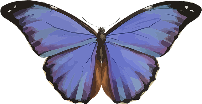 Colorful Butterfly Illustration PNG Image