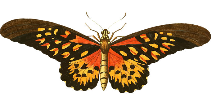 Colorful Butterfly Spread Wings PNG Image