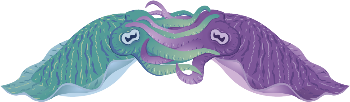 Colorful Cartoon Cuttlefish PNG Image