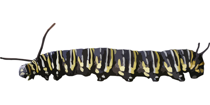 Colorful Caterpillaron Black Background PNG Image