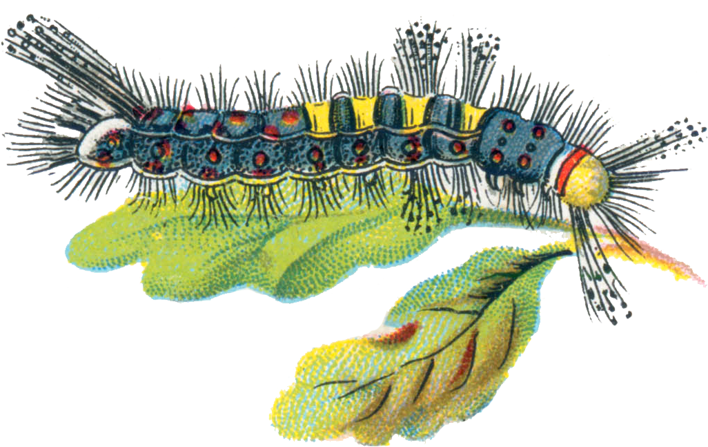 Colorful Caterpillaron Leaf PNG Image