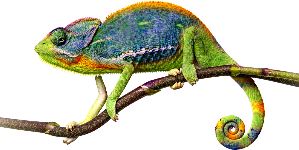 Colorful Chameleonon Branch.png PNG Image