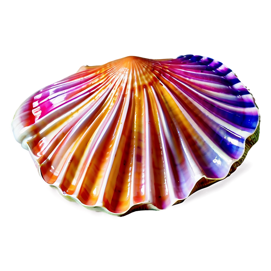 Colorful Clam Shell Png Sfk1 PNG Image