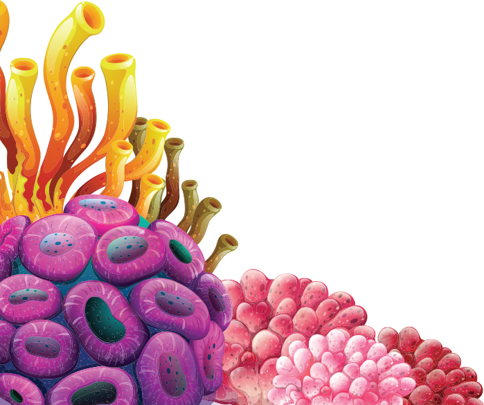 Colorful Coral Reef Illustration PNG Image