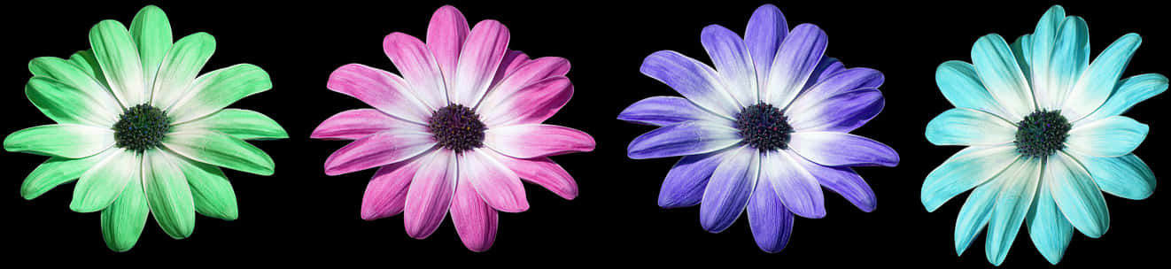 Colorful Daisy Collection PNG Image