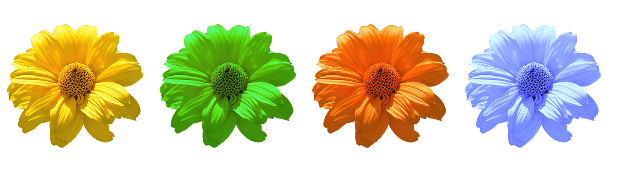 Colorful Daisy Flowers Black Background PNG Image