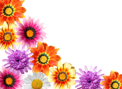 Colorful Floral Arrayon Black Background PNG Image