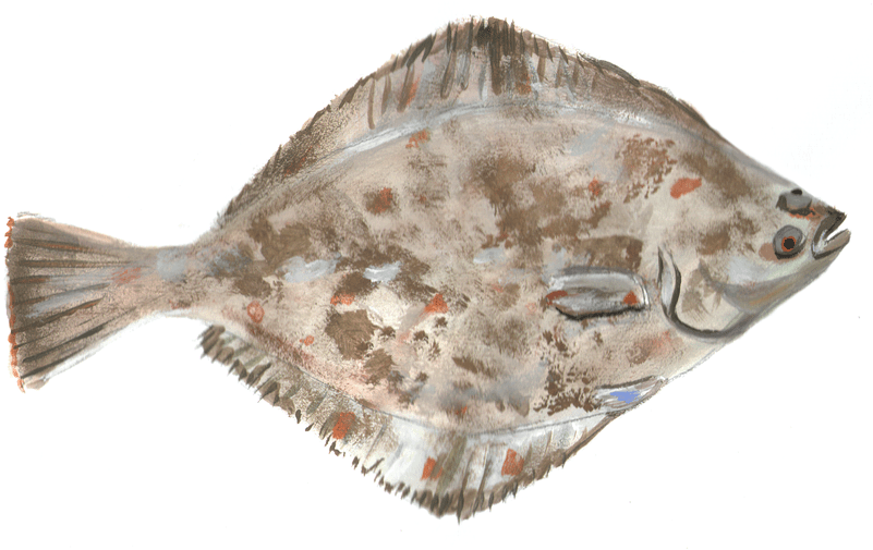 Colorful Flounder Illustration PNG Image