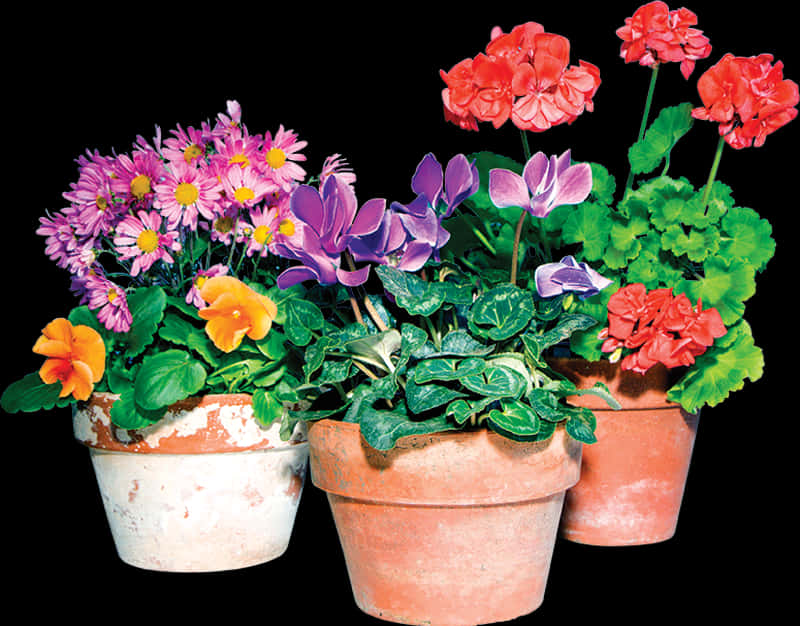 Colorful Flowersin Terra Cotta Pots PNG Image