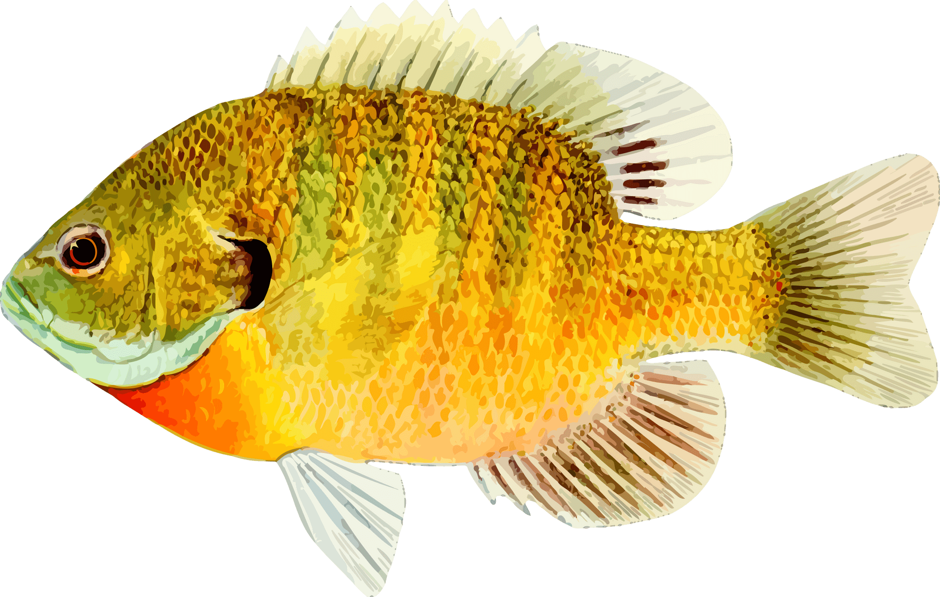 Colorful Freshwater Fish Illustration PNG Image