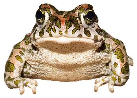 Colorful Frog Frontal View PNG Image