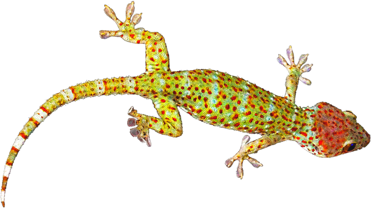 Colorful Gecko On Gray Background PNG Image