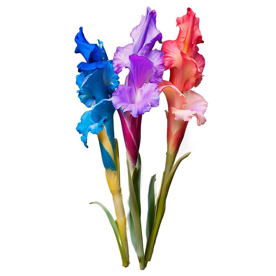 Colorful Gladiolus Petals Png 23 PNG Image