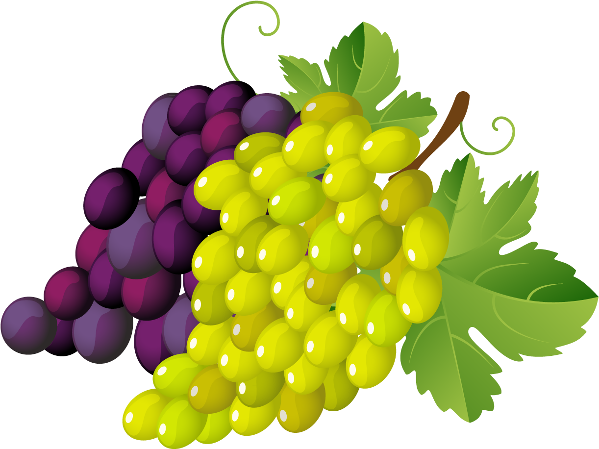 Colorful Grape Bunches Vector PNG Image