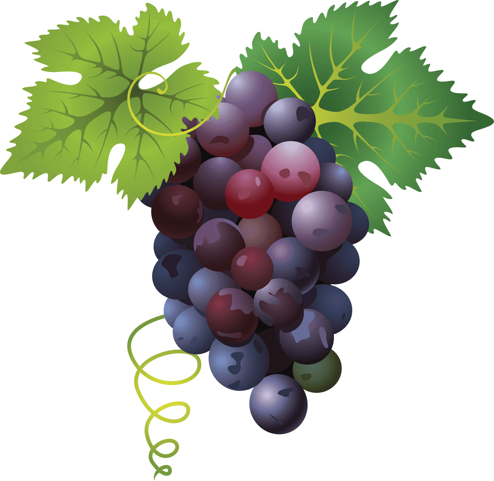 Colorful Grape Cluster Illustration PNG Image