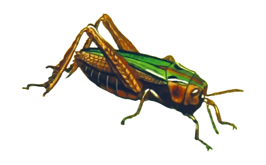 Colorful Grasshopper On Black Background PNG Image