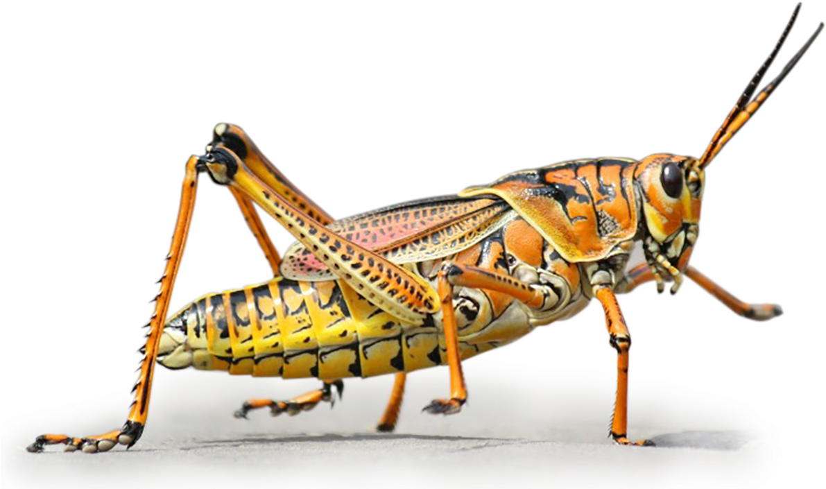 Colorful Grasshopper Side View PNG Image