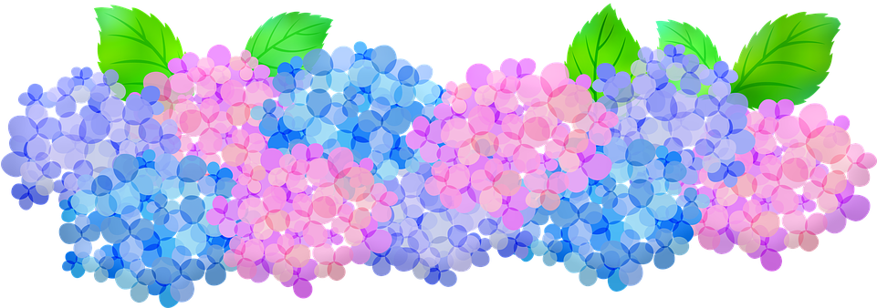 Colorful Hydrangea Blooms Illustration PNG Image