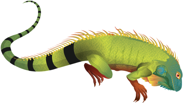 Colorful_ Iguana_ Illustration PNG Image