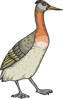 Colorful Illustrated Bird PNG Image