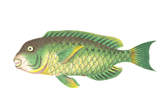 Colorful Illustrated Fish PNG Image