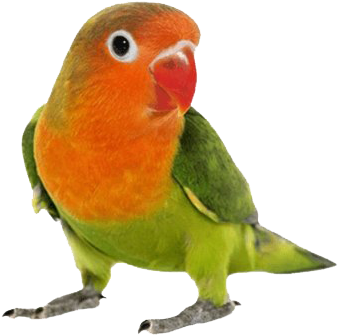 Colorful Lovebird Portrait PNG Image