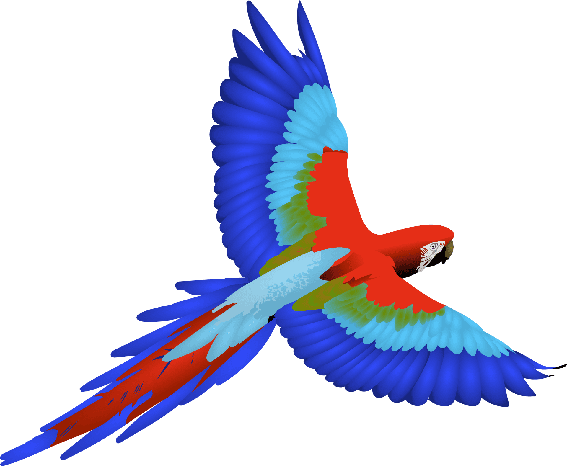 Colorful Macaw In Flight PNG Image