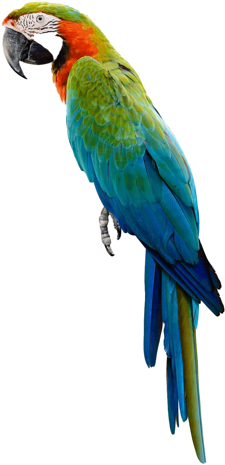 Colorful Macaw Transparent Background PNG Image