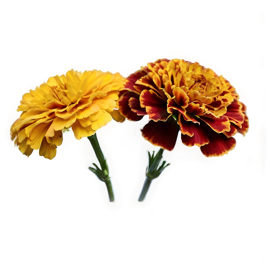 Colorful Marigolds Array Png 06132024 PNG Image