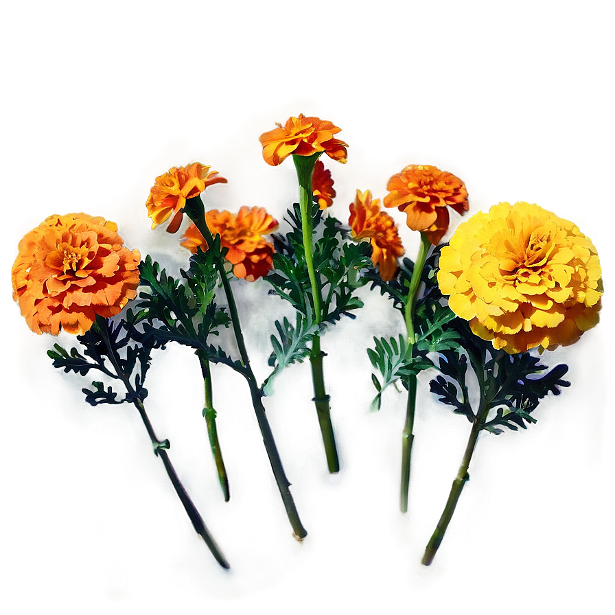 Colorful Marigolds Array Png 47 PNG Image