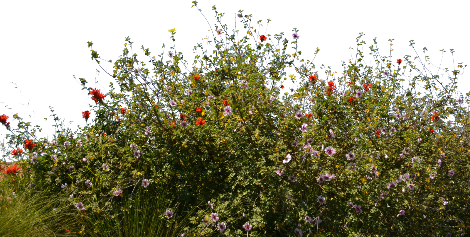 Colorful Meadow Flowers Sky Backdrop PNG Image