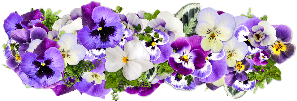 Colorful Pansy Flowers Transparent Background PNG Image