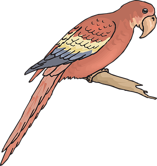 Colorful Parrot Illustration PNG Image