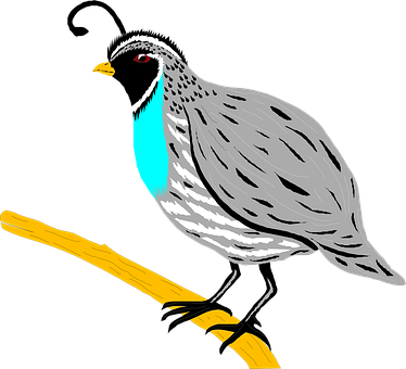 Colorful Quail Illustration PNG Image