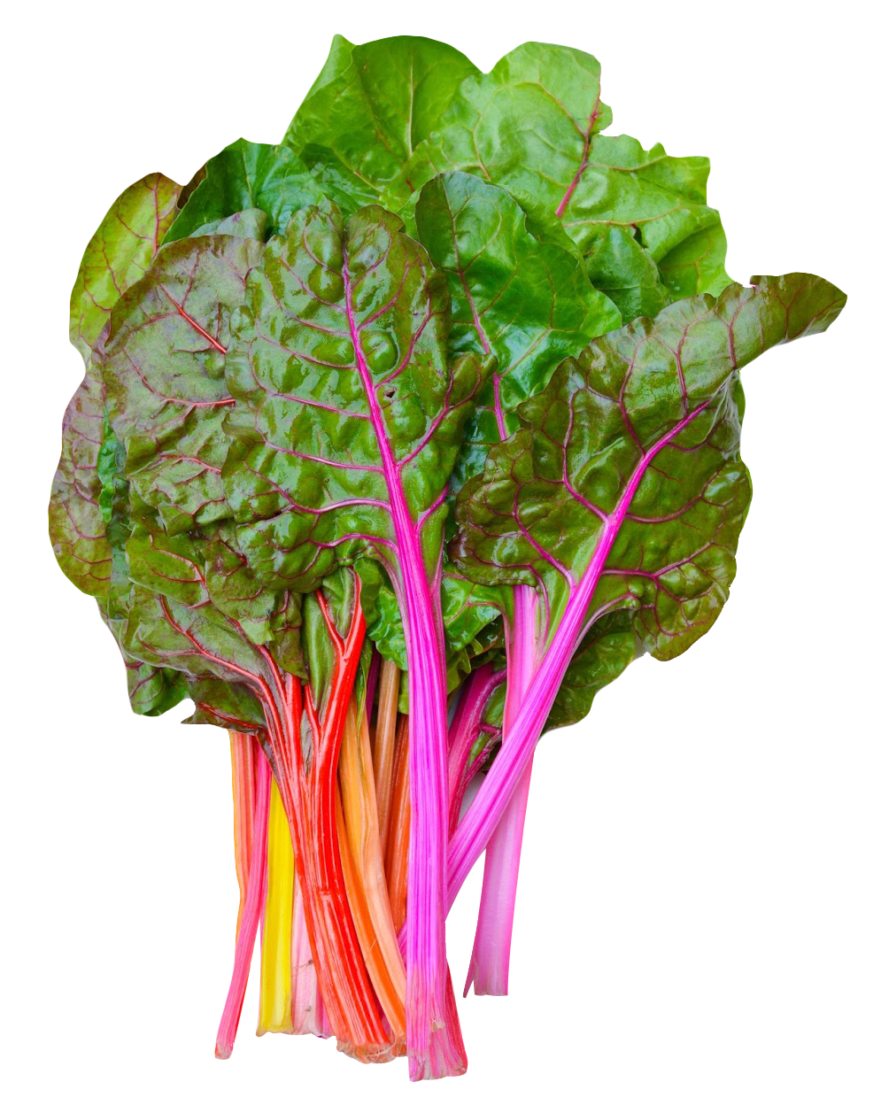 Colorful Rainbow Chard Bunch PNG Image