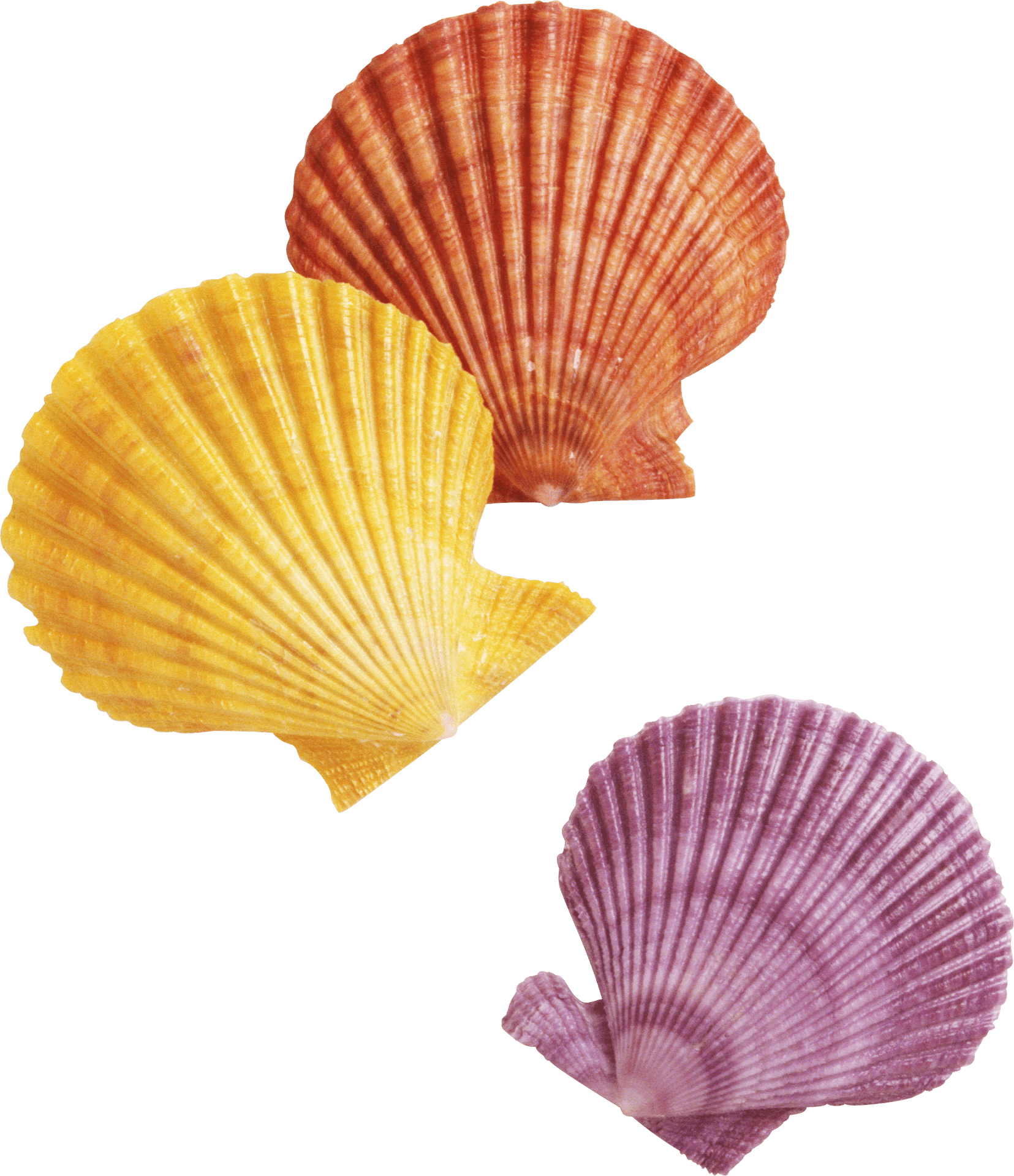 Colorful Scallop Shells PNG Image