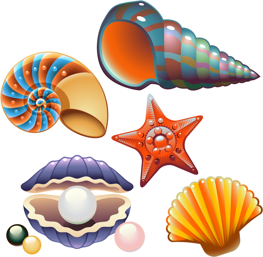 Colorful Seashell Collection PNG Image