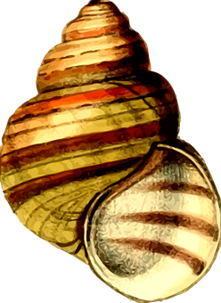 Colorful Spiral Seashell PNG Image