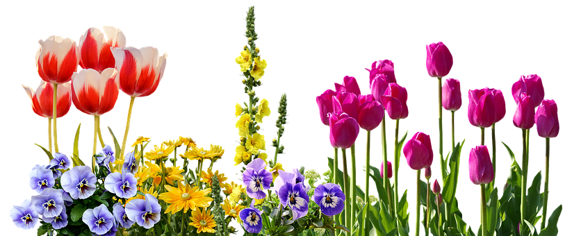 Colorful Spring Flowers Arrangement PNG Image