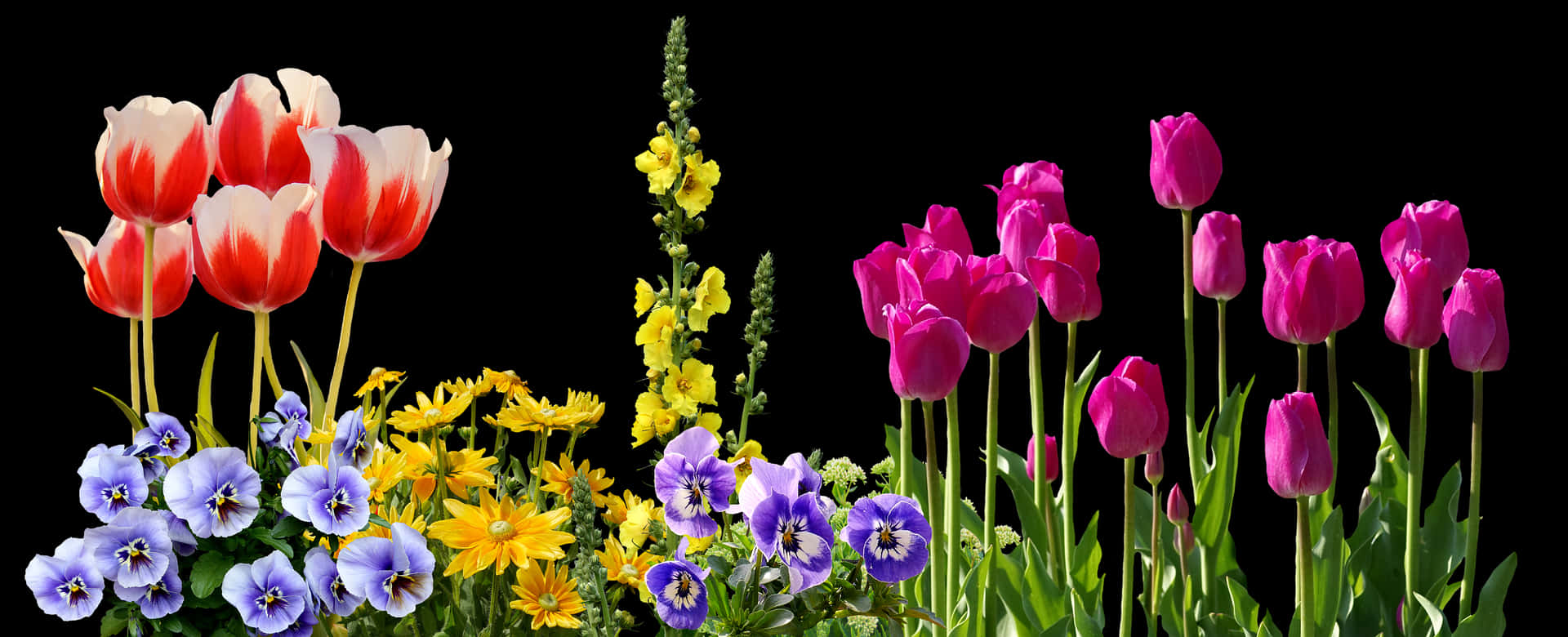 Colorful Spring Flowers Arrangement PNG Image