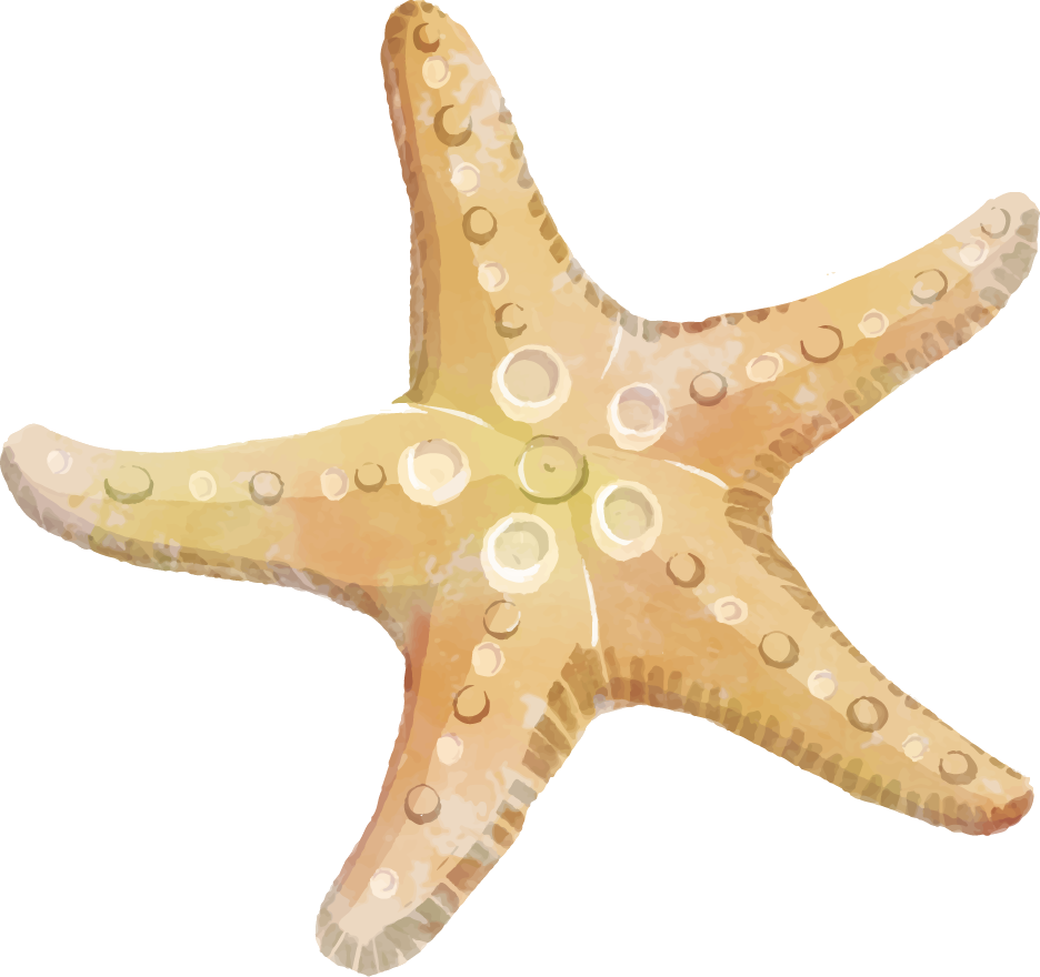 Colorful_ Starfish_ Clipart PNG Image