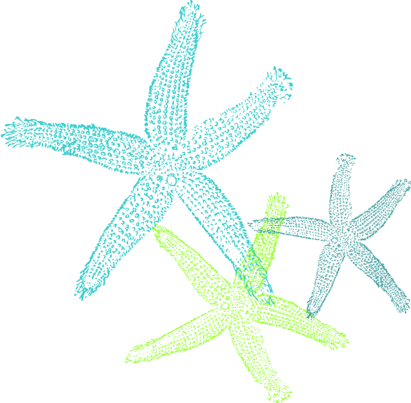 Colorful Starfish Illustration PNG Image