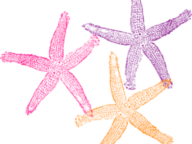 Colorful Starfish Trio Clipart PNG Image