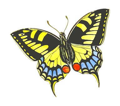 Colorful Swallowtail Butterfly Illustration PNG Image