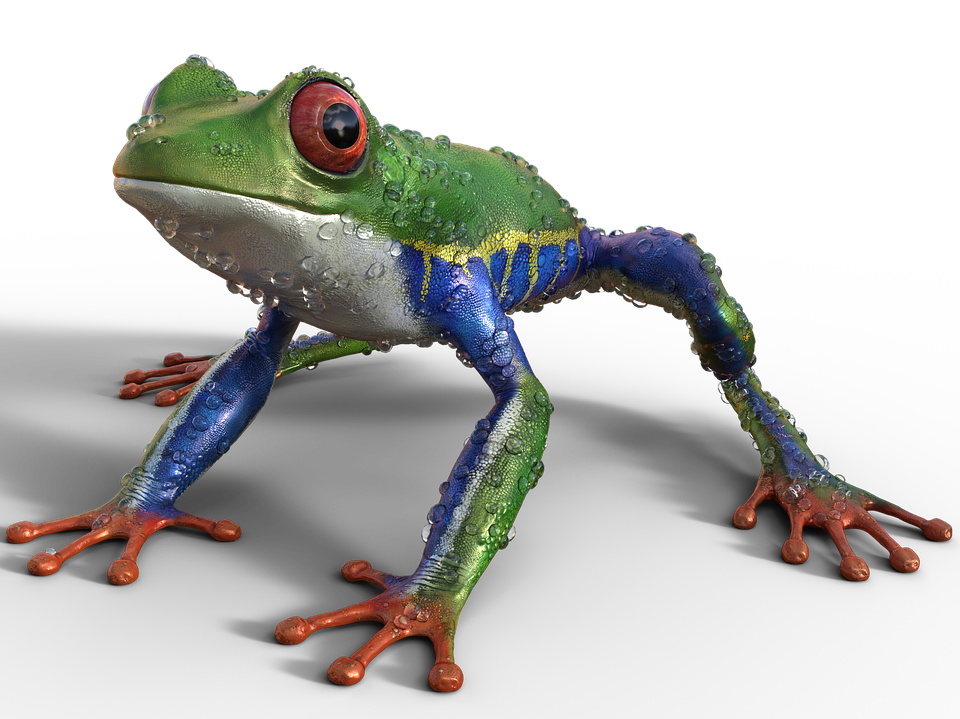 Colorful Tree Frog Illustration PNG Image