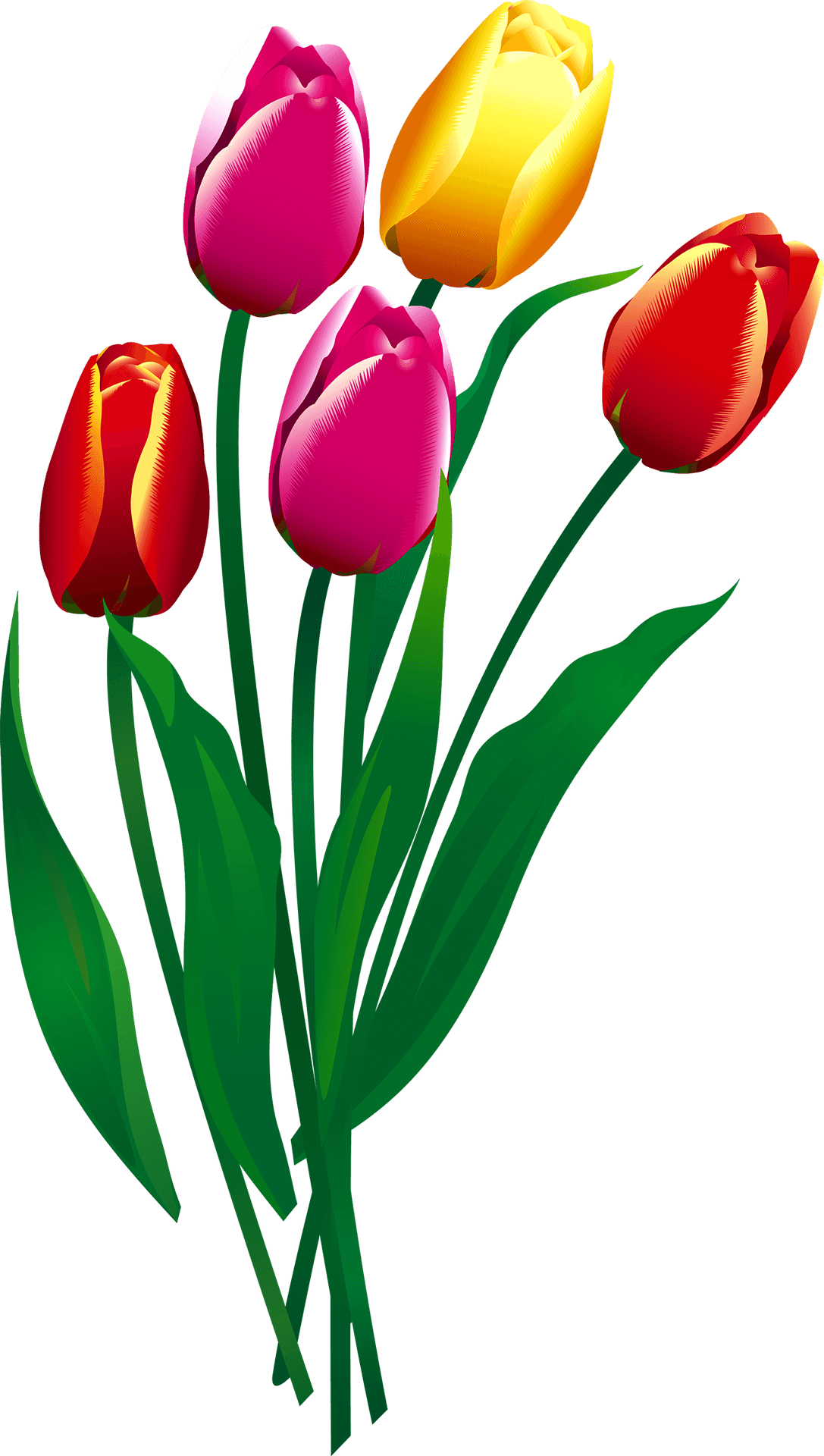 Colorful Tulip Bouquet Illustration PNG Image